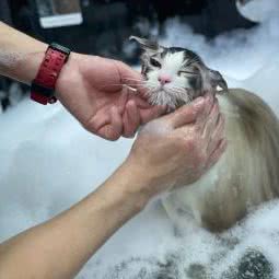 与伴宠物:重庆城区渝北区北部新区附近