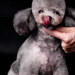 老汪宠物店:重庆城区渝北区北部新区附近