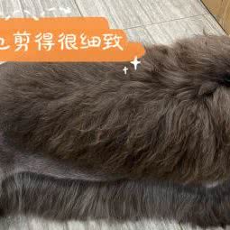 派多格宠物(世茂茂悦府店):重庆城区渝北区北部新区附近