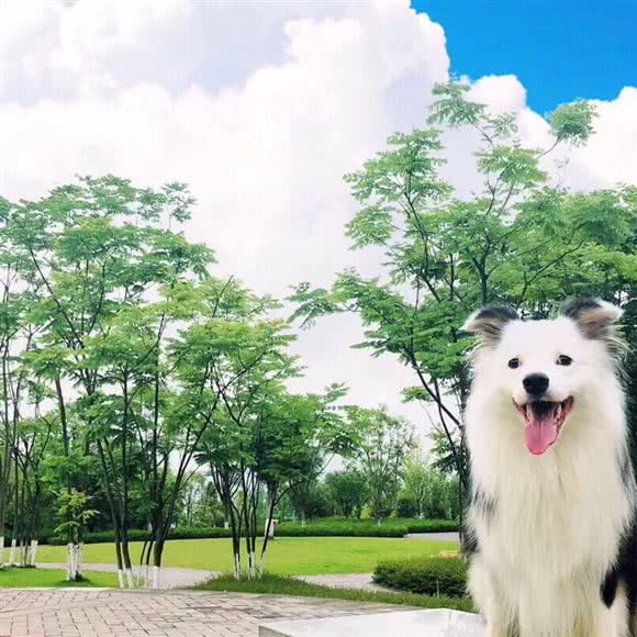 狗言猫语宠物会所:重庆城区渝北区北部新区附近