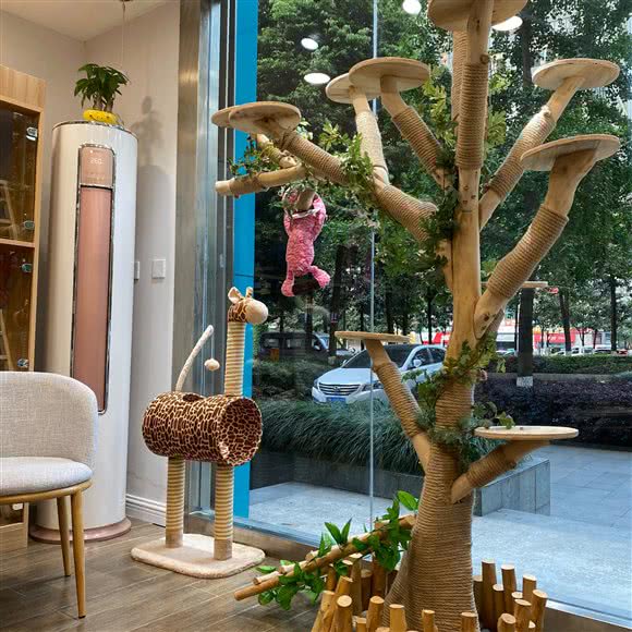 猫狗日记:重庆城区渝北区北部新区附近