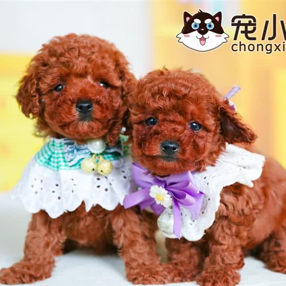 宠小二购宠·宠物狗犬舍(陈家坪店):重庆城区渝北区北部新区附近