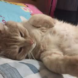 迪迪宠物医院(约克郡店):重庆城区渝北区北部新区附近