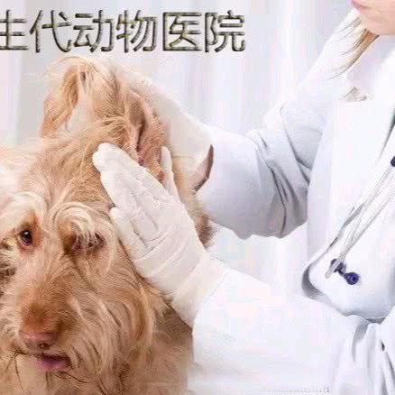 新生代动物诊所:重庆城区渝北区北部新区附近