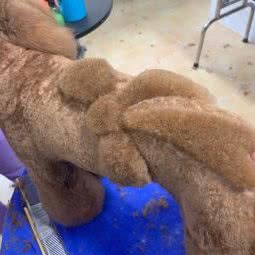 天佑宠物美容工作室:重庆城区渝北区冉家坝附近