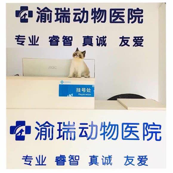 渝瑞动物医院:重庆城区渝北区新牌坊附近