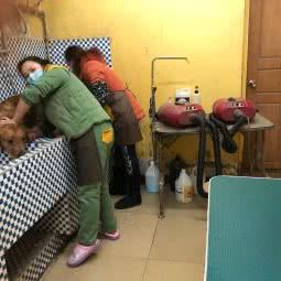 顽皮宠物美容(红石路店):重庆城区渝北区龙溪镇附近