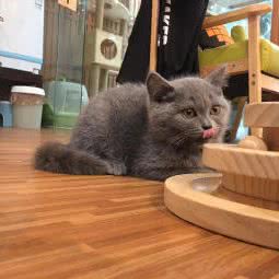 猫头寺:重庆城区渝北区龙头寺附近