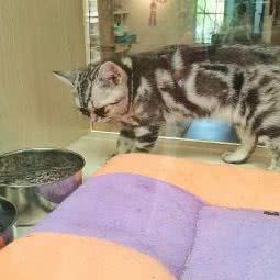 七喜宠物馆:重庆城区渝北区龙头寺附近