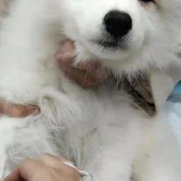 三宝宠物医院:重庆城区渝北区龙头寺附近