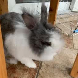 森林宠物:重庆城区渝北区黄泥塝附近