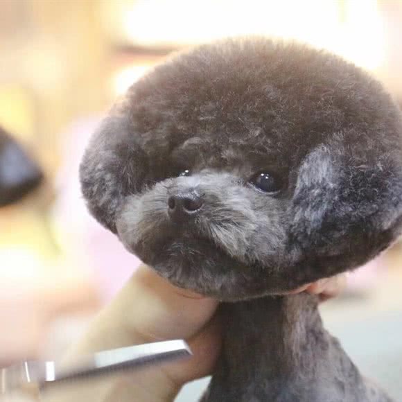 犬心犬艺:重庆城区渝北区人和附近