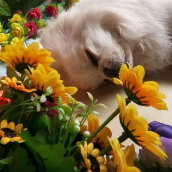 来生缘宠物殡葬火化安乐服务(人和店):重庆城区渝北区人和附近