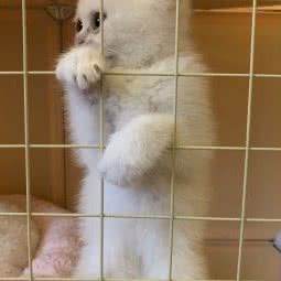 皮卡丘萌宠馆:重庆城区渝北区回兴附近