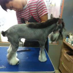 爱尚宠物狗馆:重庆城区渝北区空港广场附近