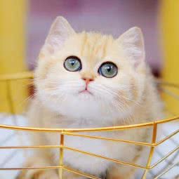 恋宠之家宠物店(渝北区店):重庆城区渝北区新牌坊北附近