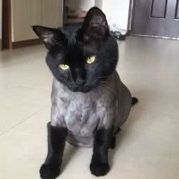 仨先生宠屋:重庆城区渝北区红旗河沟北附近