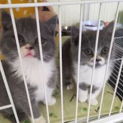 爱宠乐园:重庆城区渝北区西政附近