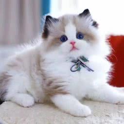 小66宠艺:重庆城区渝北区龙湖/水晶郦城附近