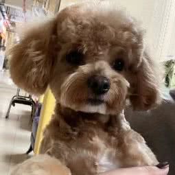 贵宾之家宠物生活馆:重庆城区渝北区照母山公园附近