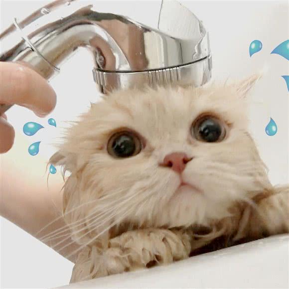 懒猫宠物生活馆·猫咪洗澡·活体猫咪:重庆城区巴南区李家沱附近