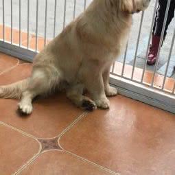 逗趣萌宠生活馆:重庆城区巴南区李家沱附近