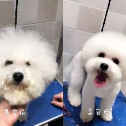 豆豆宠物:重庆城区巴南区龙洲湾附近