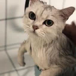 肆宠面包店:重庆城区巴南区龙洲湾附近