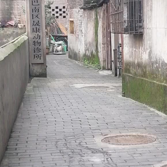 晟康动物诊所:重庆城区巴南区鱼洞附近