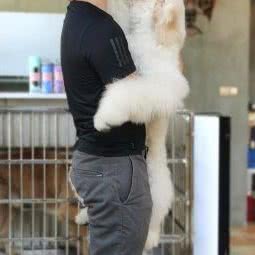 饲宠少年爱宠生活馆:重庆城区巴南区融汇附近