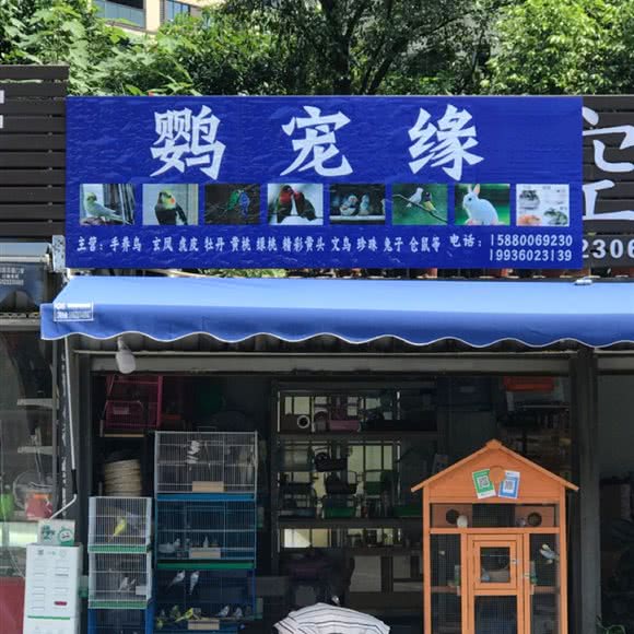鹦宠缘:重庆城区巴南区旭辉城附近