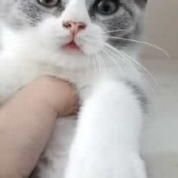 樱花猫舍:重庆城区江津区江津区附近