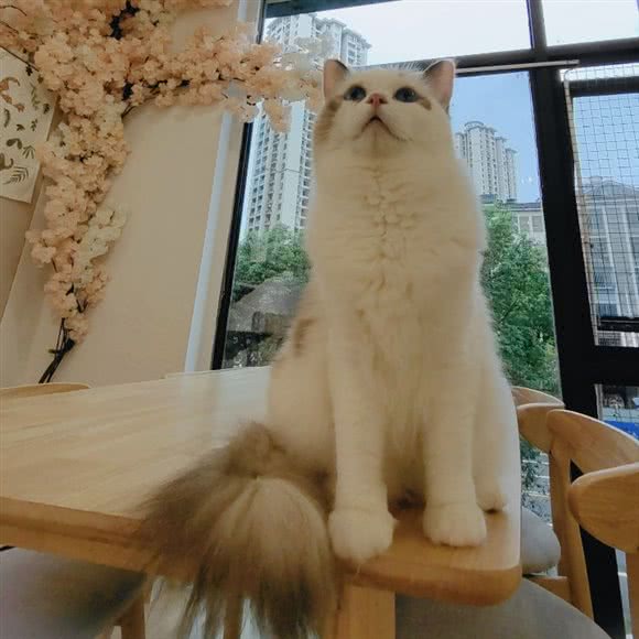 宿里宠物soli pet猫咖:重庆城区永川区中山路街道附近