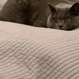 嘉乐动物诊所:重庆城区永川区中山路街道附近