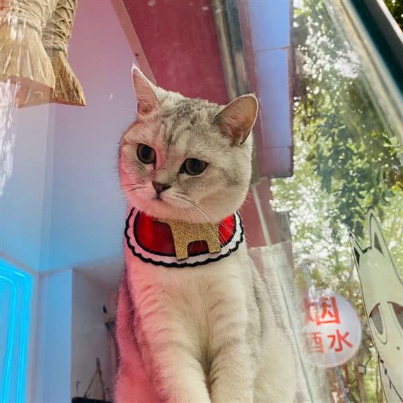 呗逗猫舍:成都市锦江区春熙路附近