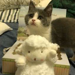 童喵喵宠物猫舍:成都市锦江区万达广场附近