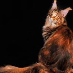 棉花糖宠物酒店:成都市锦江区牛市口附近