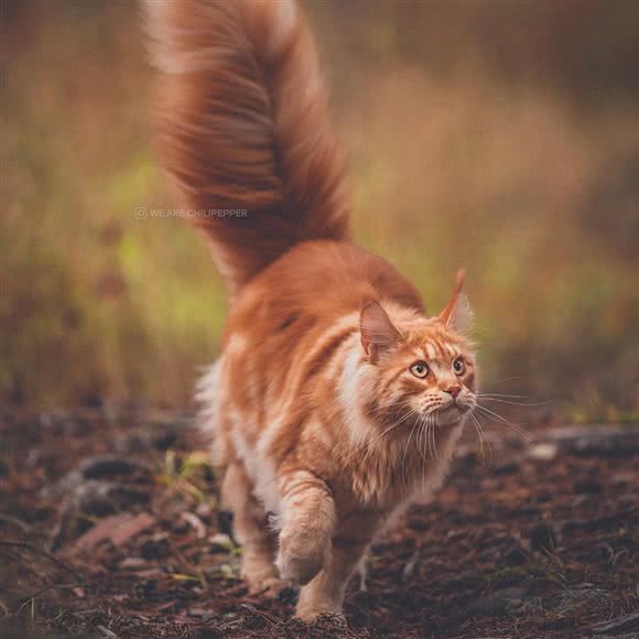 遇见猫猫咪生活馆(万象城店):成都市锦江区牛市口附近