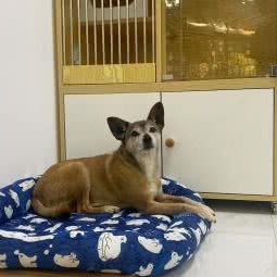 Oh my dog宠物生活馆天誉店:成都市锦江区牛市口附近