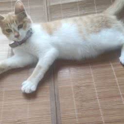 雪莉玫猫咪寄养:成都市锦江区牛市口附近