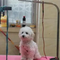 三强狗狗生活馆:成都市锦江区电视塔/339购物中心附近