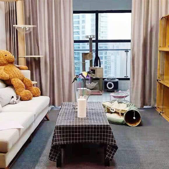 summer猫咪假期乐园:成都市锦江区三圣乡附近