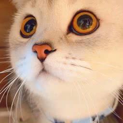 宠客动物医院:成都市锦江区三圣乡附近