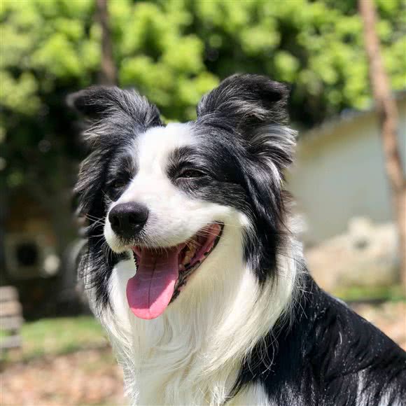 汪仔星宠物公园:成都市锦江区川师大菊园一条路附近