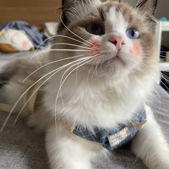 小叮当宠物美容:成都市锦江区锦江宾馆附近