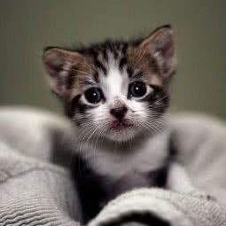 猫吧专卖店:成都市锦江区锦江宾馆附近