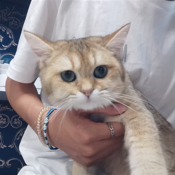 起司猫店:成都市锦江区锦江宾馆附近