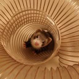 宠爱萌宠:成都市青羊区宽窄巷子附近