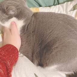 盯盯猫·猫咪寄养:成都市青羊区光华村附近