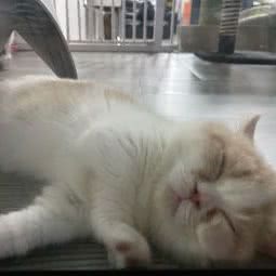 萌猫生活馆:成都市青羊区光华村附近